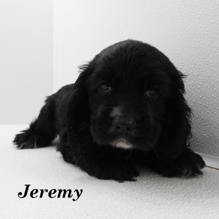 puppy, for, sale, Cocker Spaniel, Joe & Cherri  Overlease, dog, breeder, Miller, MO, dog-breeder, puppy-for-sale, forsale, nearby, find, puppyfind, locator, puppylocator, aca